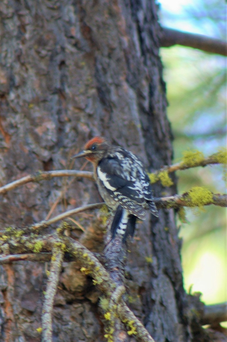 Red-naped x Red-breasted Sapsucker (hybrid) - ML113714331