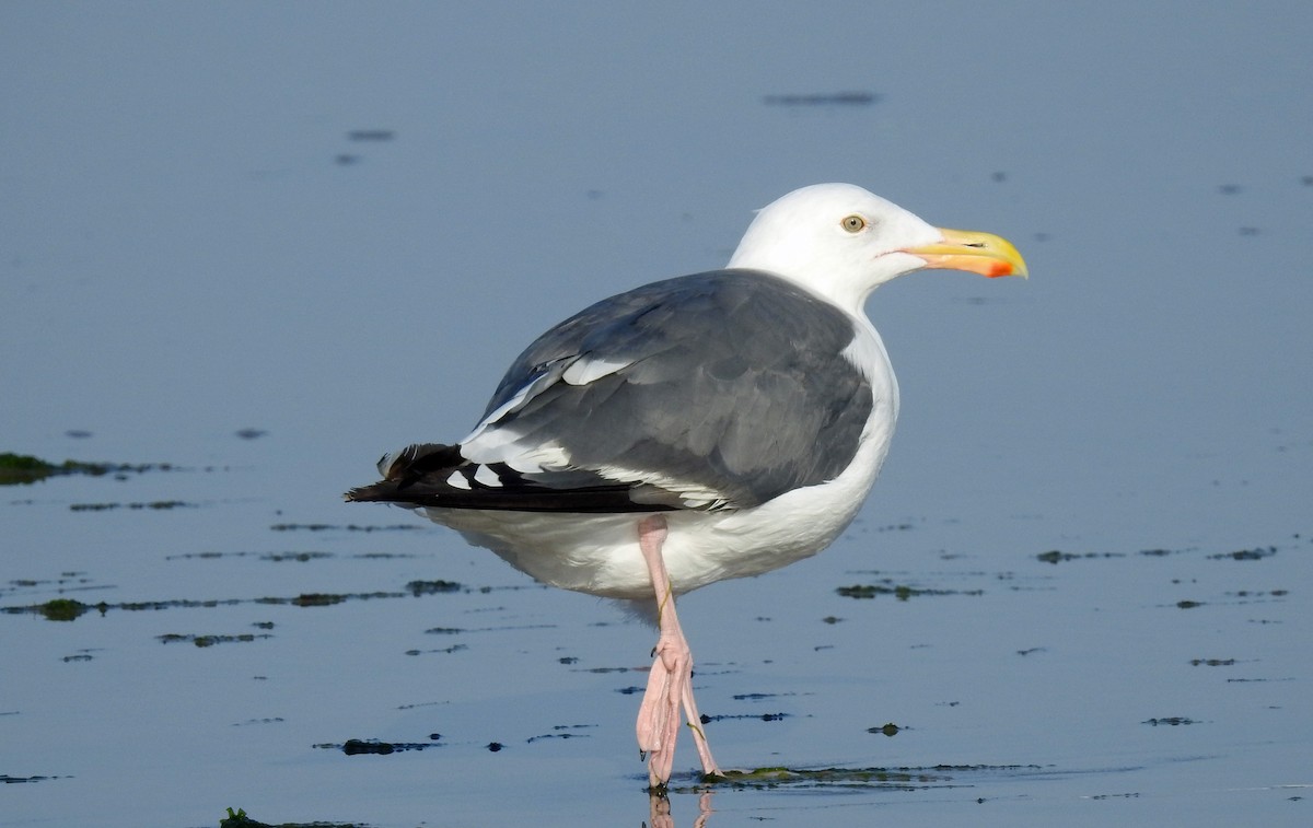 Gaviota Occidental - ML113715581