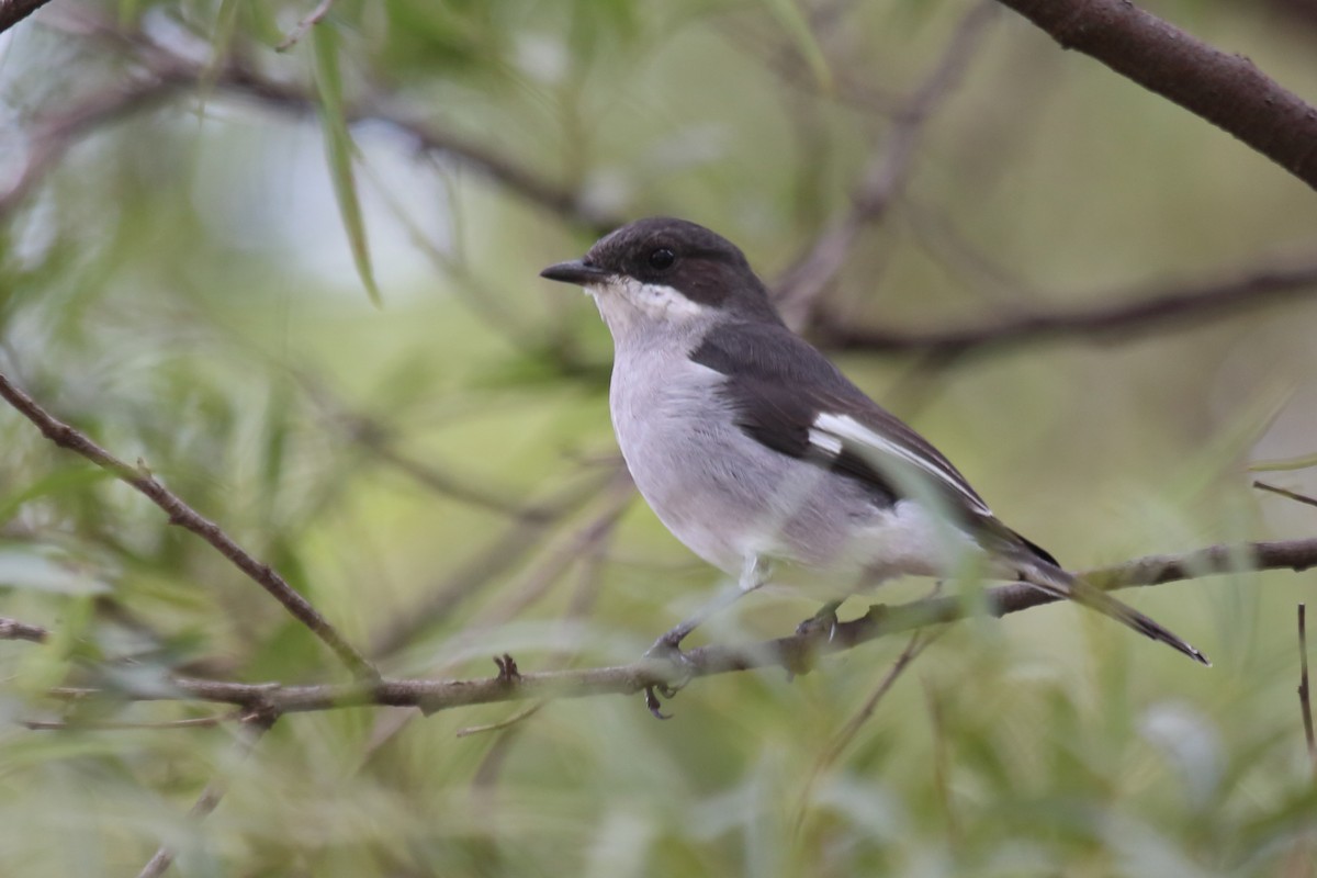 Fiscal Flycatcher - Vicente Alvarado