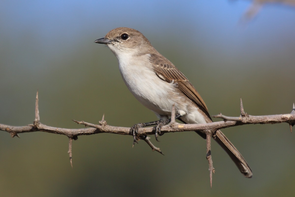 Marico Flycatcher - Vicente Alvarado