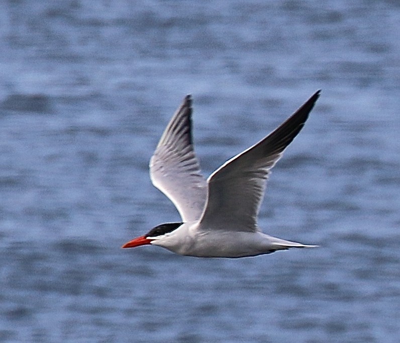 Caspian Tern - Seth Benz