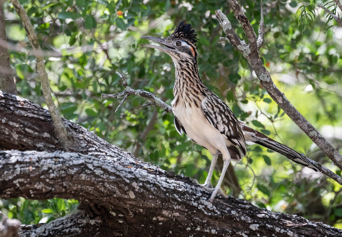 Greater Roadrunner - Janey Woodley