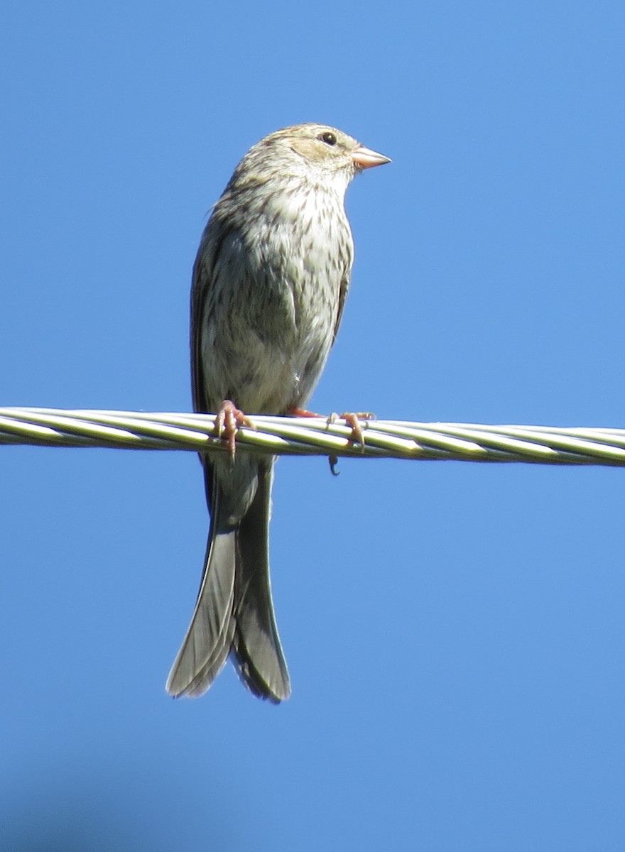 Chipping Sparrow - ML113717621