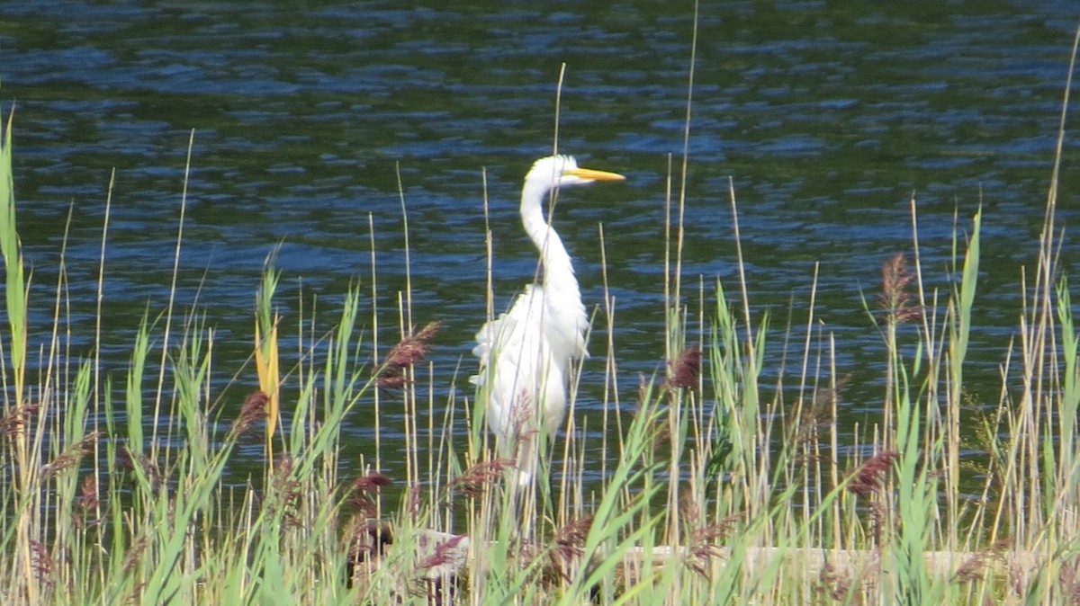 Great Egret - Peter Gagarin