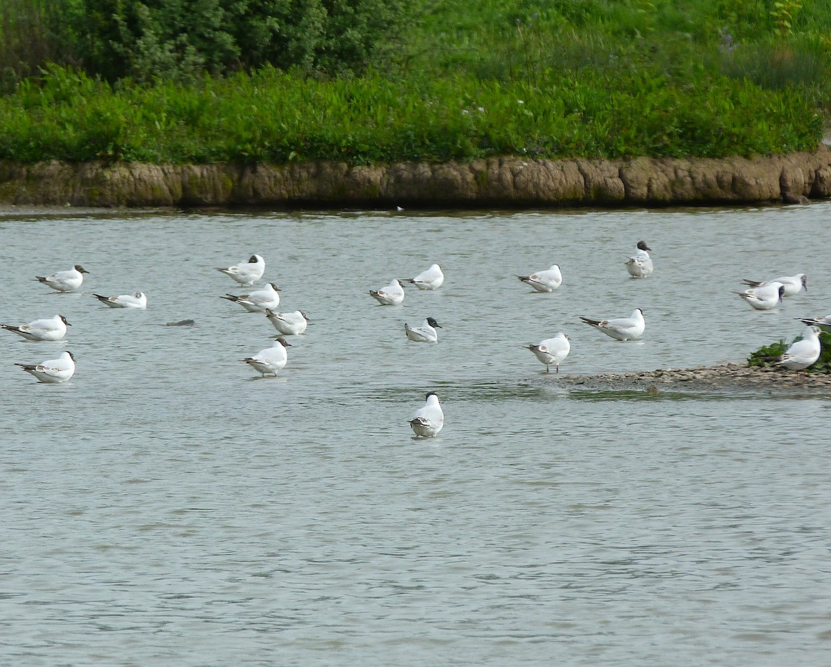 Bonaparte's Gull - ML113718811