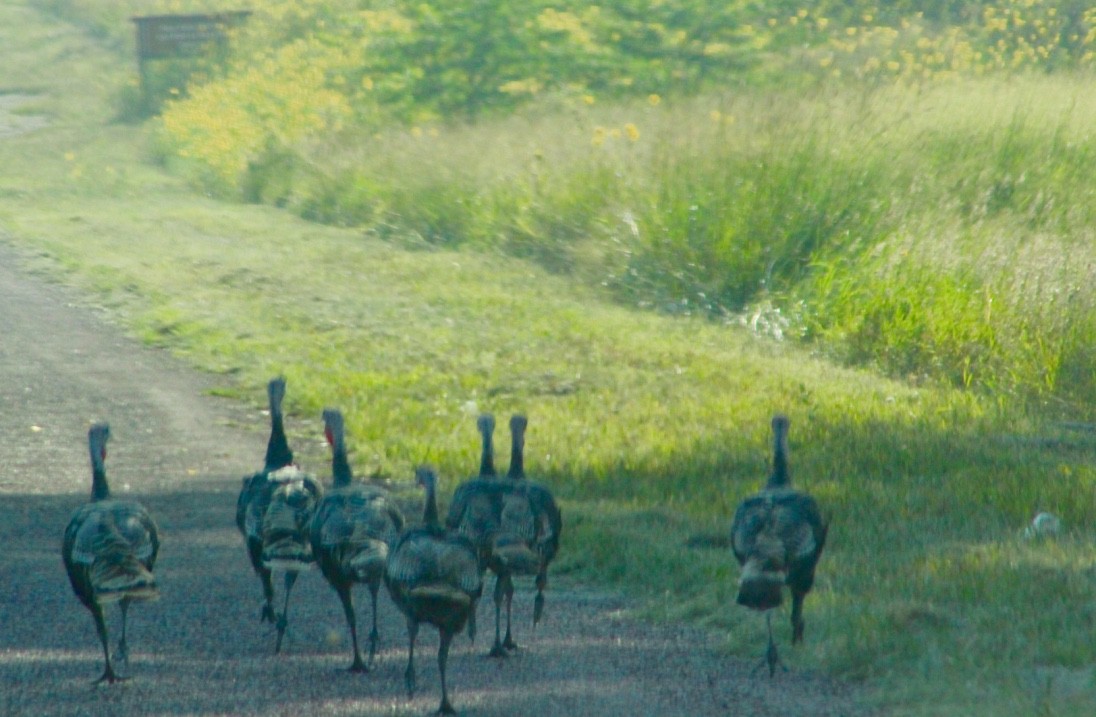 火雞 - ML113719141