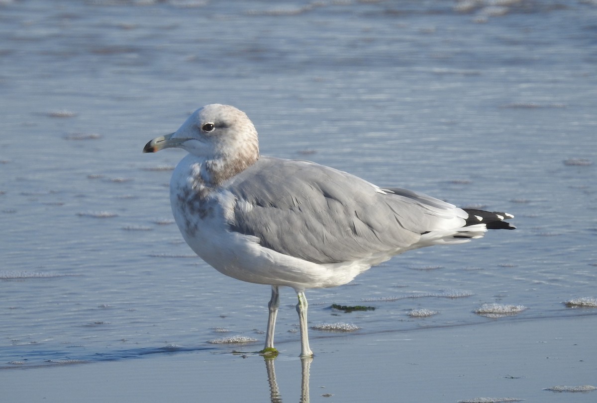 California Gull - ML113720201