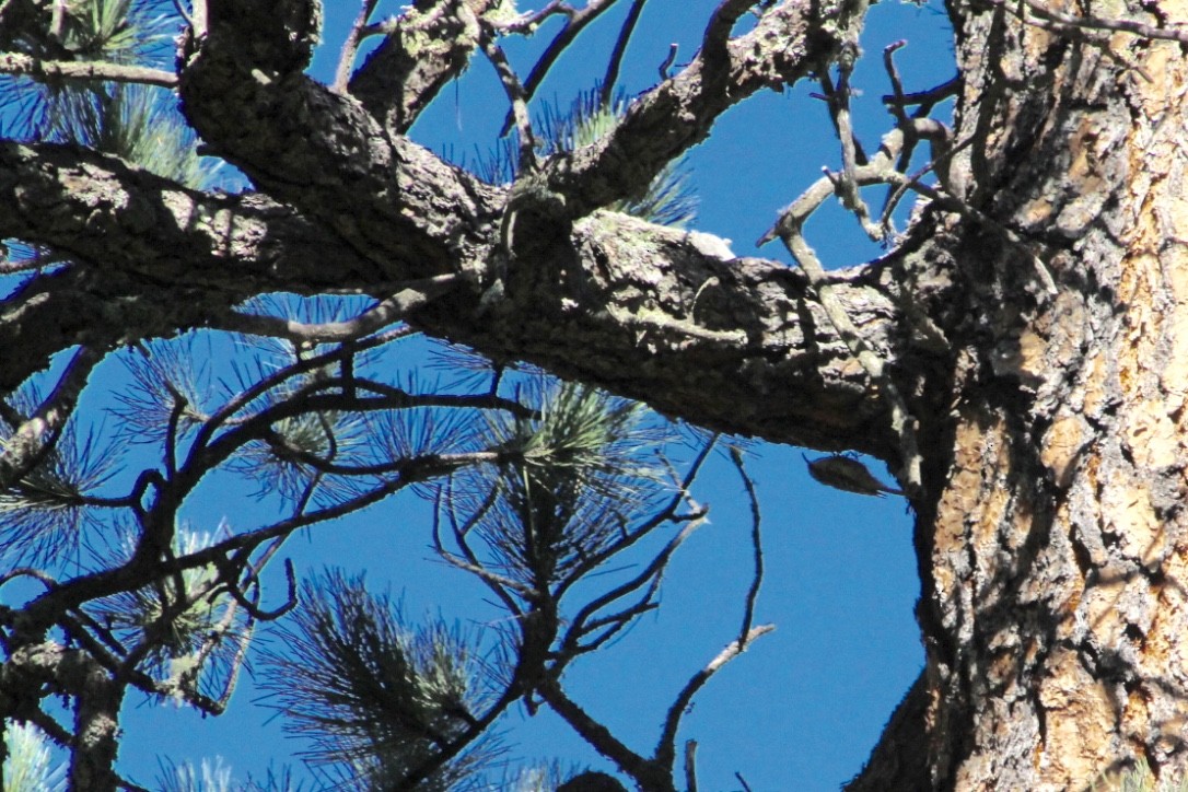 Brown Creeper - ML113720651