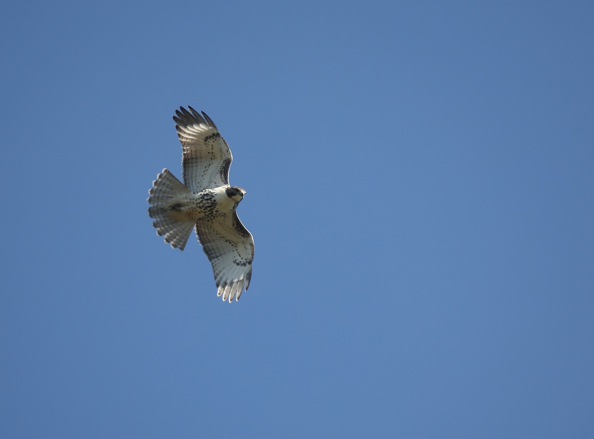 Red-tailed Hawk - ML113723121