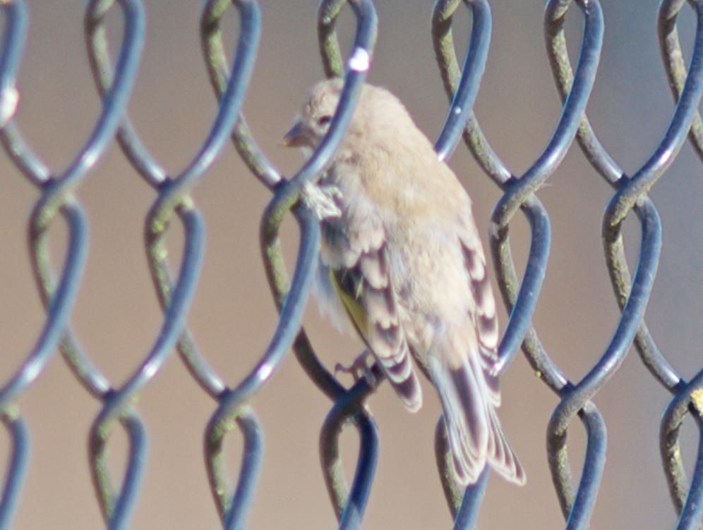 Lawrence's Goldfinch - ML113723551