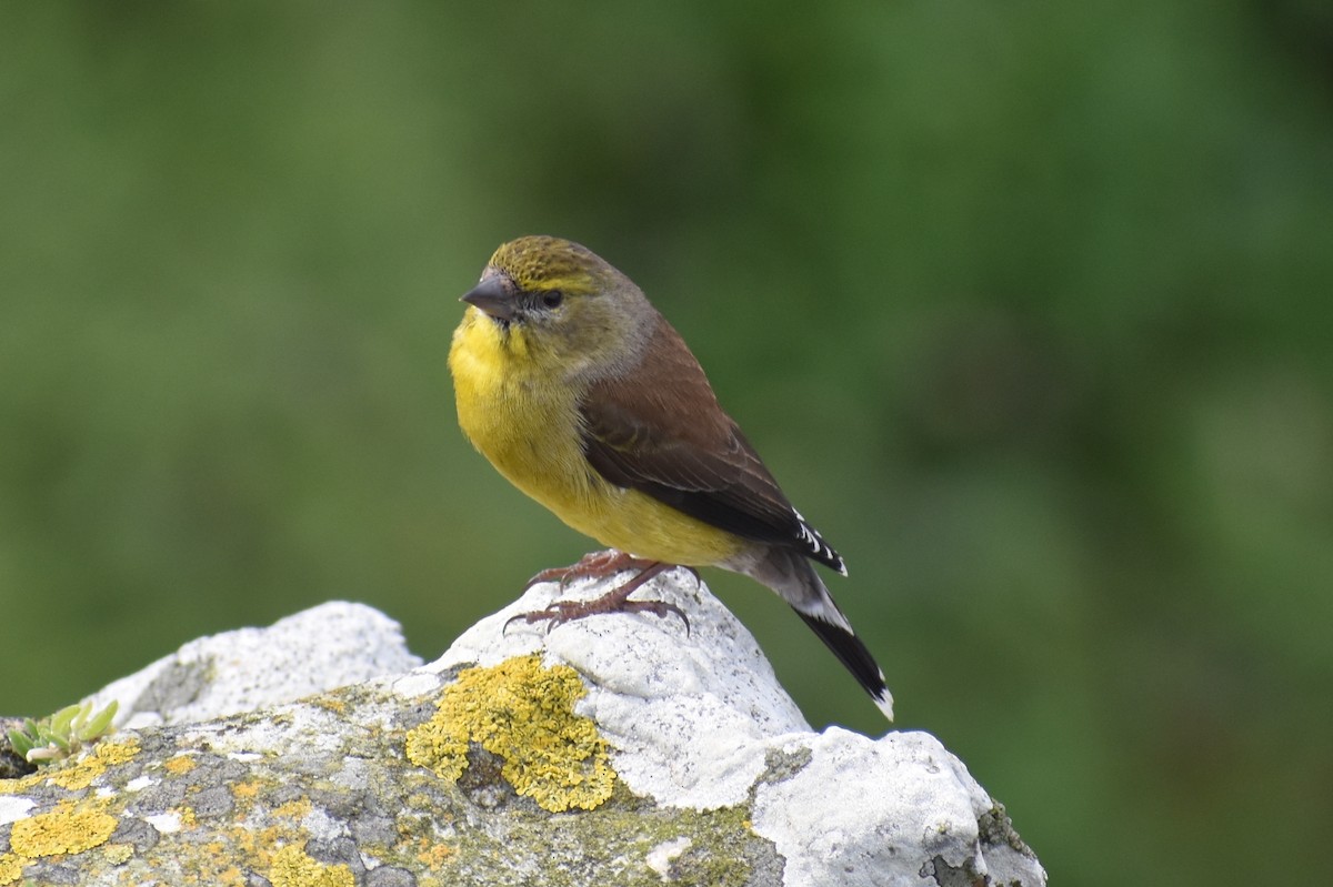 Cape Siskin - Nathan O'Reilly