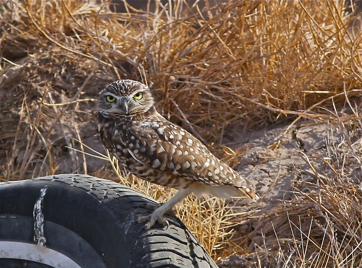 Burrowing Owl - Bill Hill