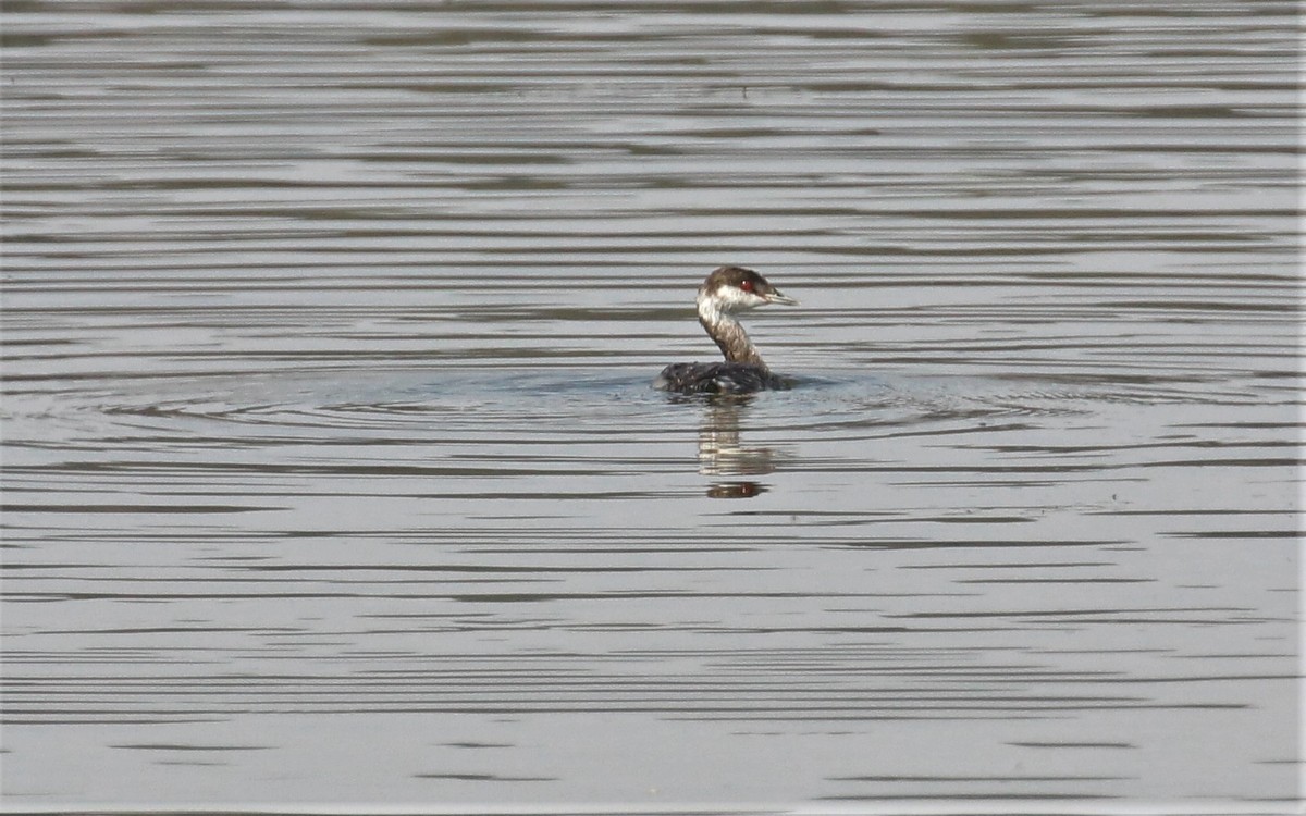 Horned Grebe - ML113724431