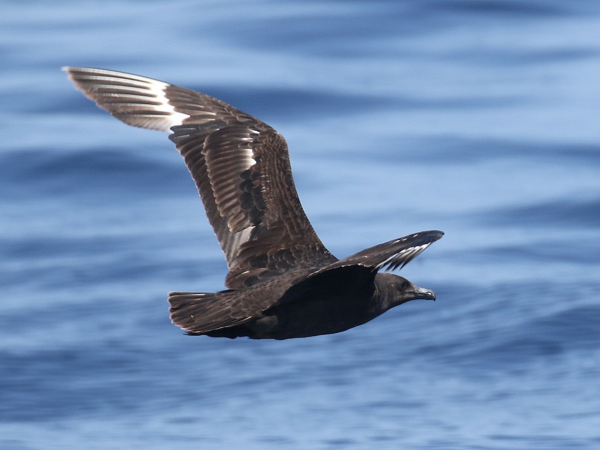 South Polar Skua - Stephen Mirick