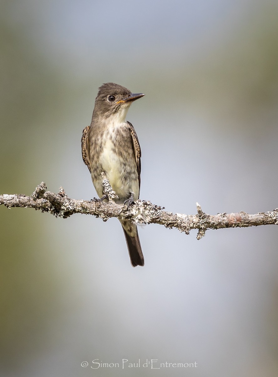 Olive-sided Flycatcher - ML113725561