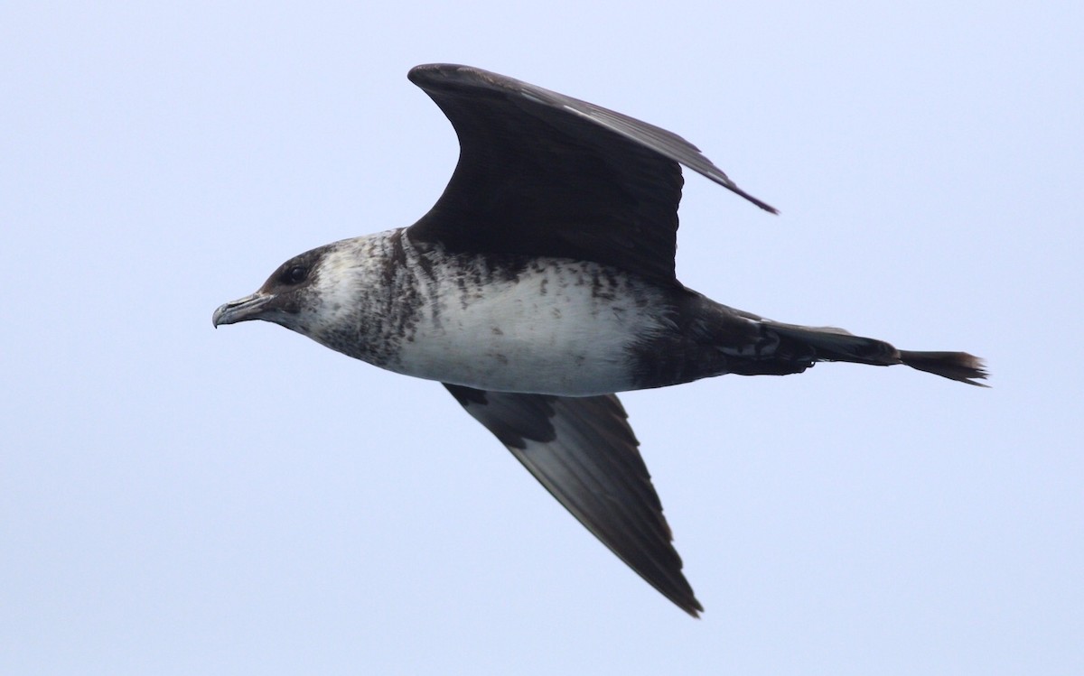 Pomarine Jaeger - Ruth  Danella