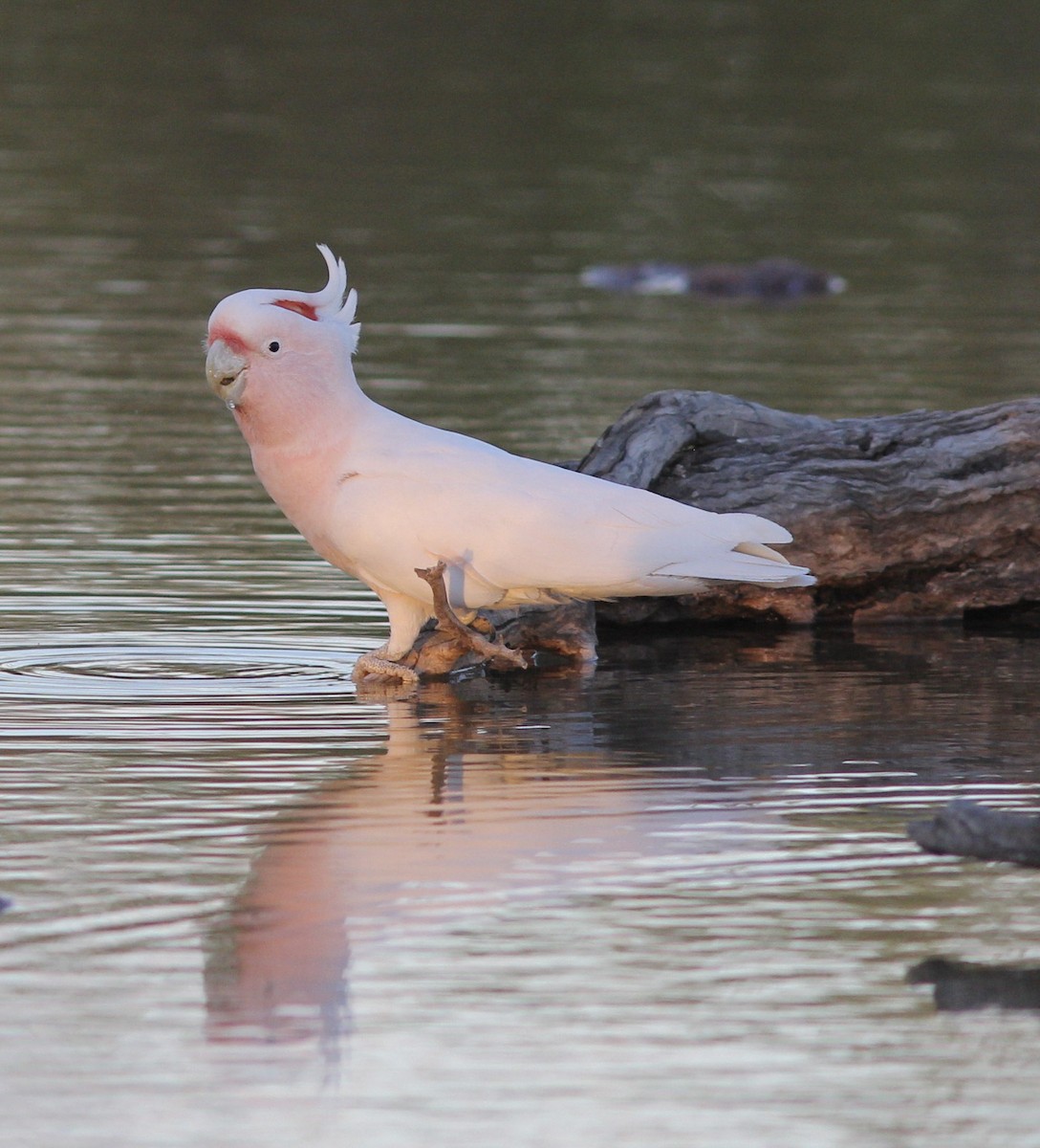 Pink Cockatoo - Richard and Margaret Alcorn