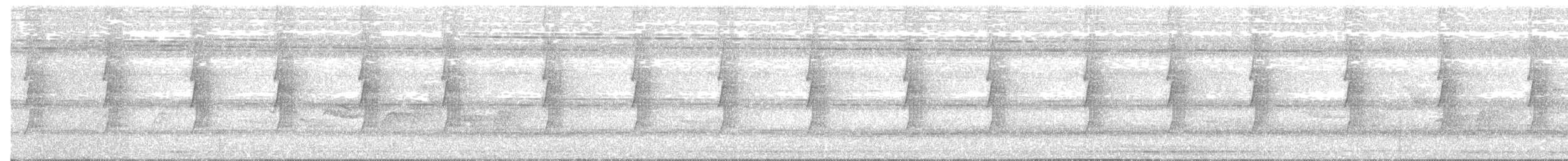 Uzun Gagalı Hermit [longirostris grubu] - ML113727941