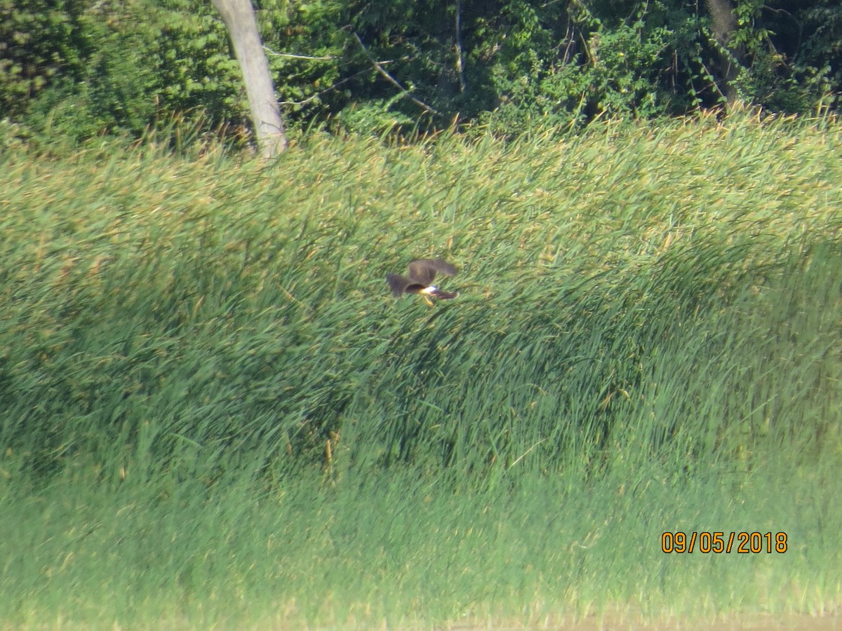 Northern Harrier - ML113728281