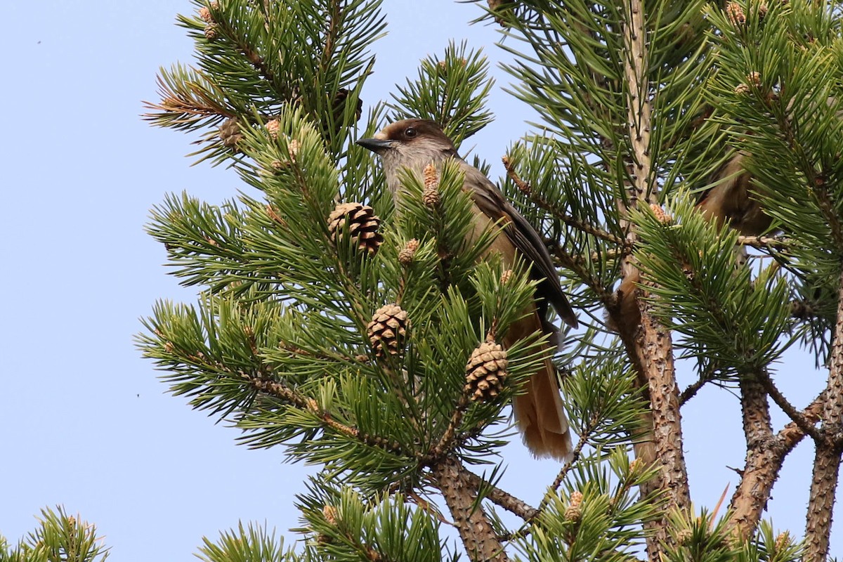 Siberian Jay - Knut Hansen