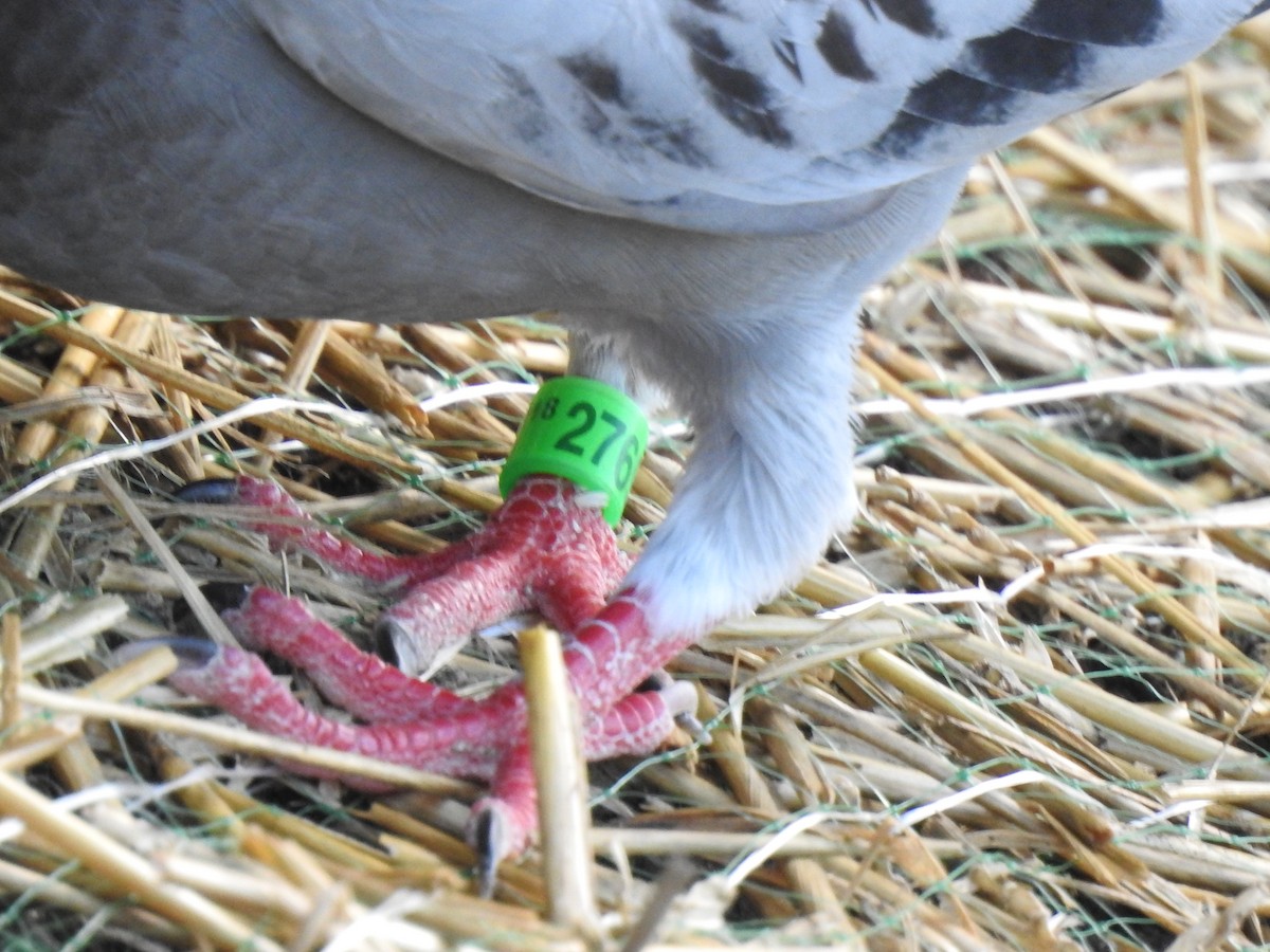 Rock Pigeon (Feral Pigeon) - ML113729741