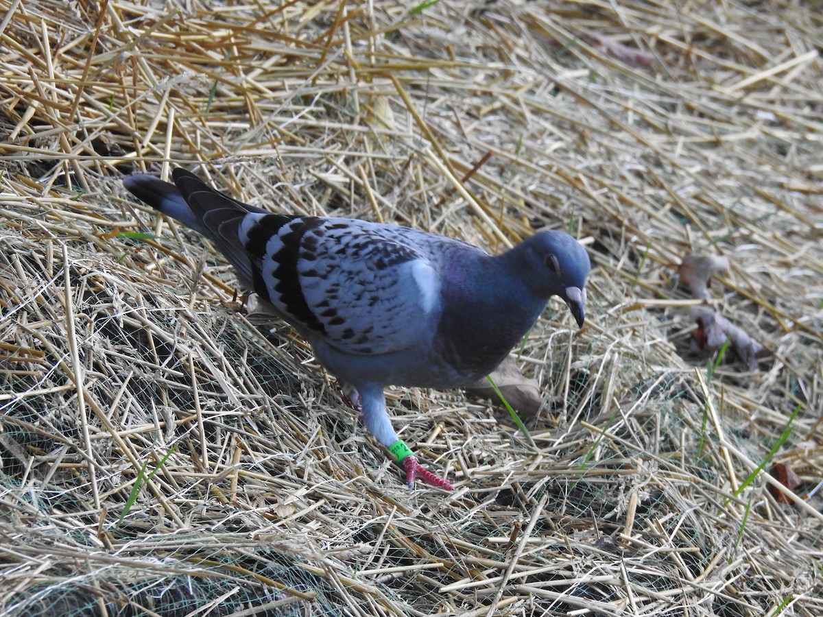 Rock Pigeon (Feral Pigeon) - ML113729751