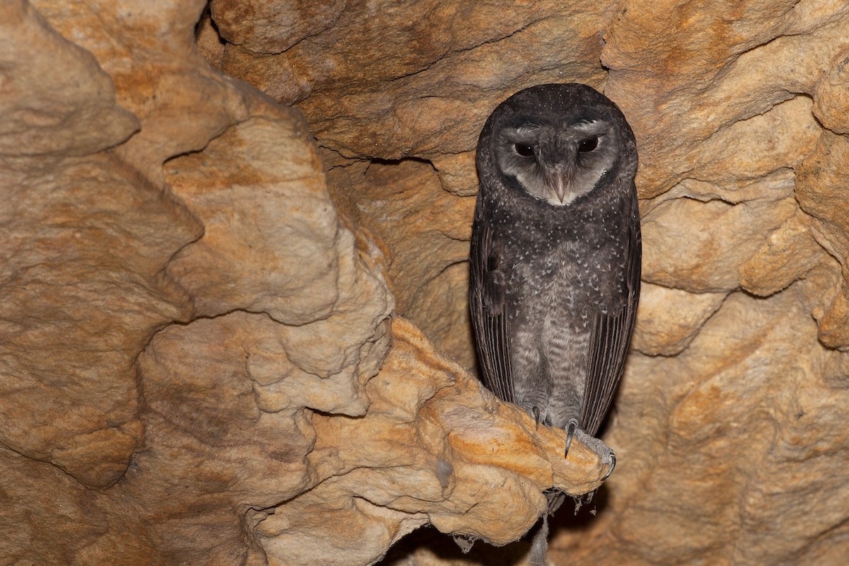 Sooty Owl - ML113732001