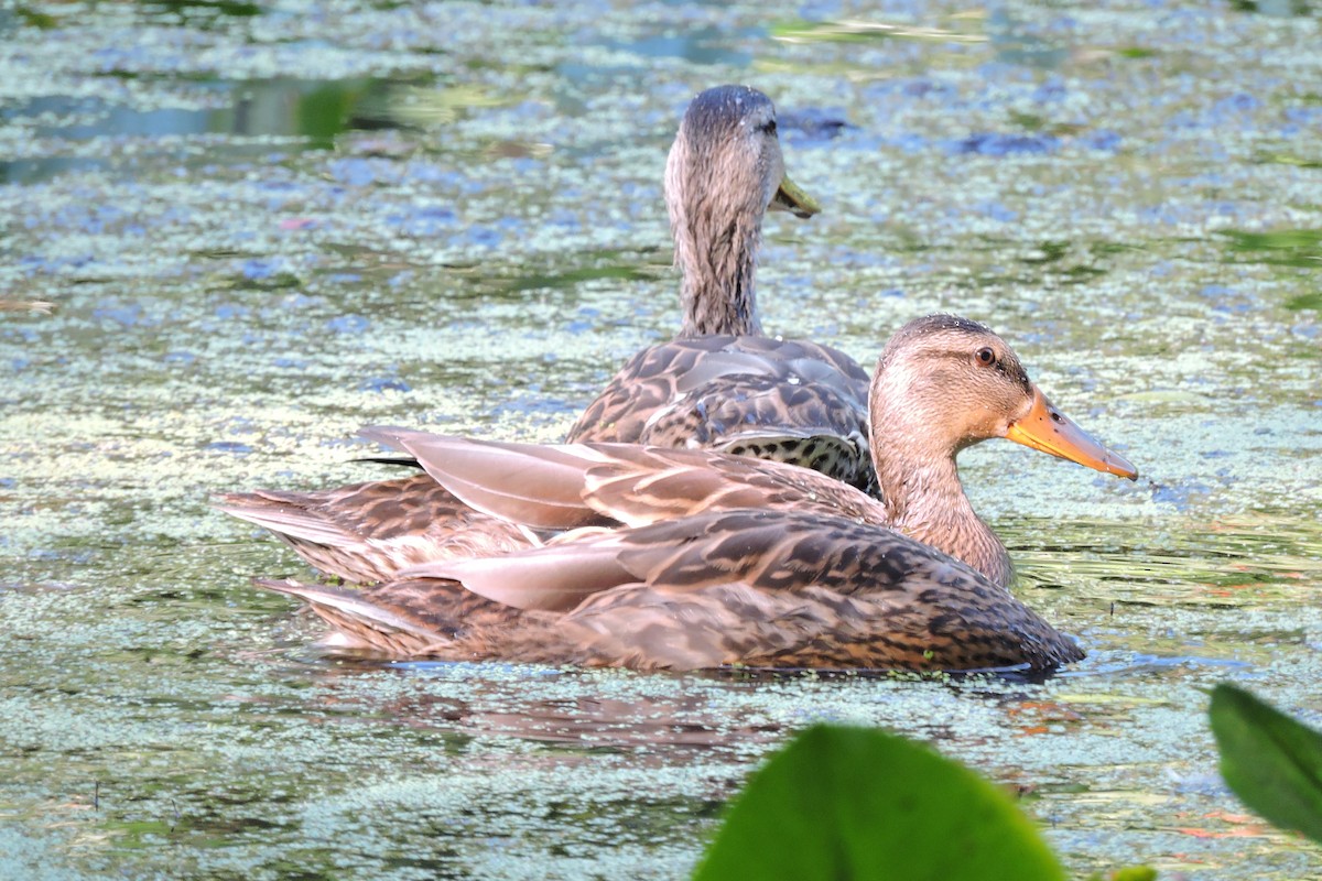 Mallard - Gail DeLalla