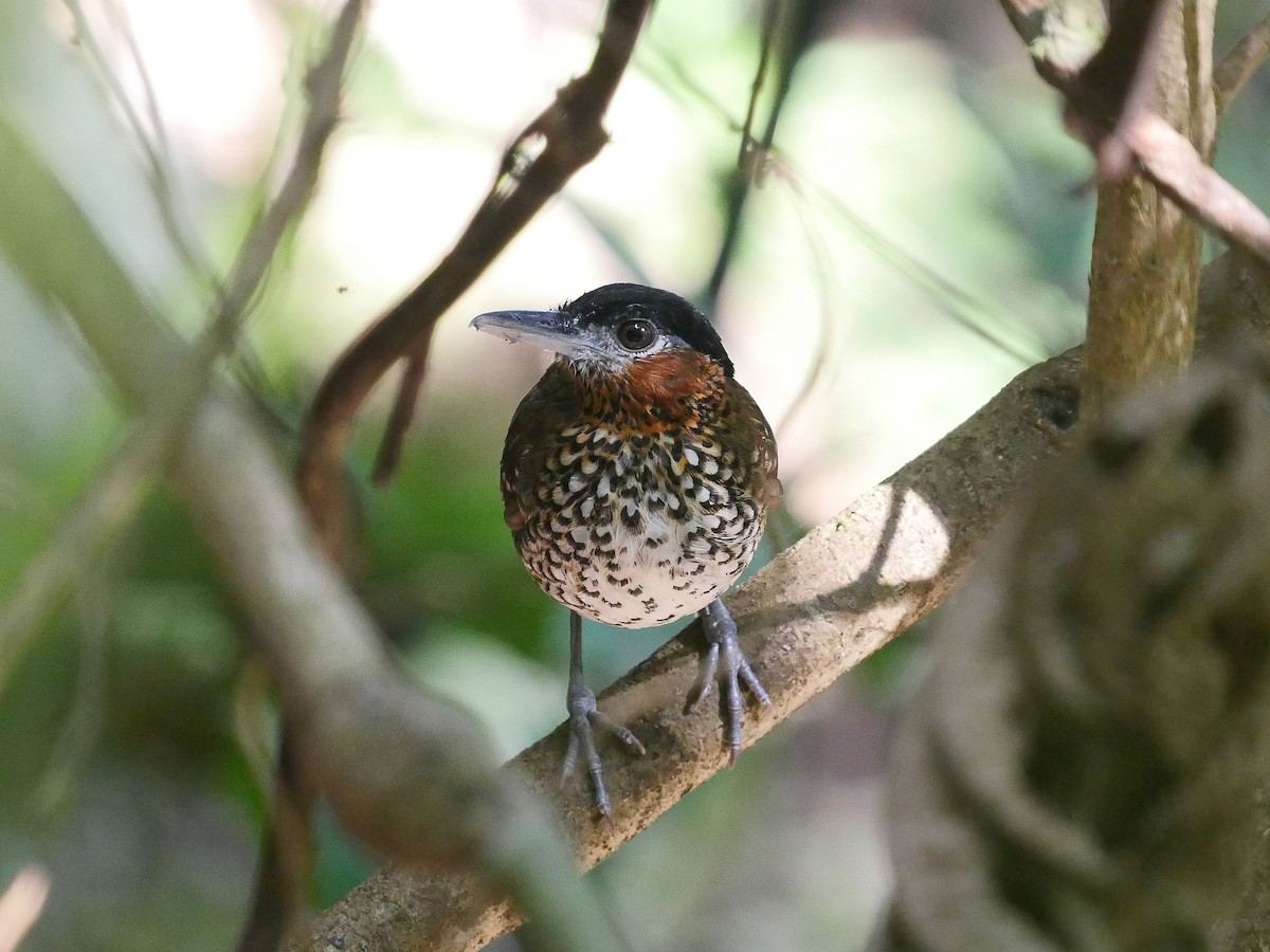 Black-crowned Antpitta - Tim Boucher