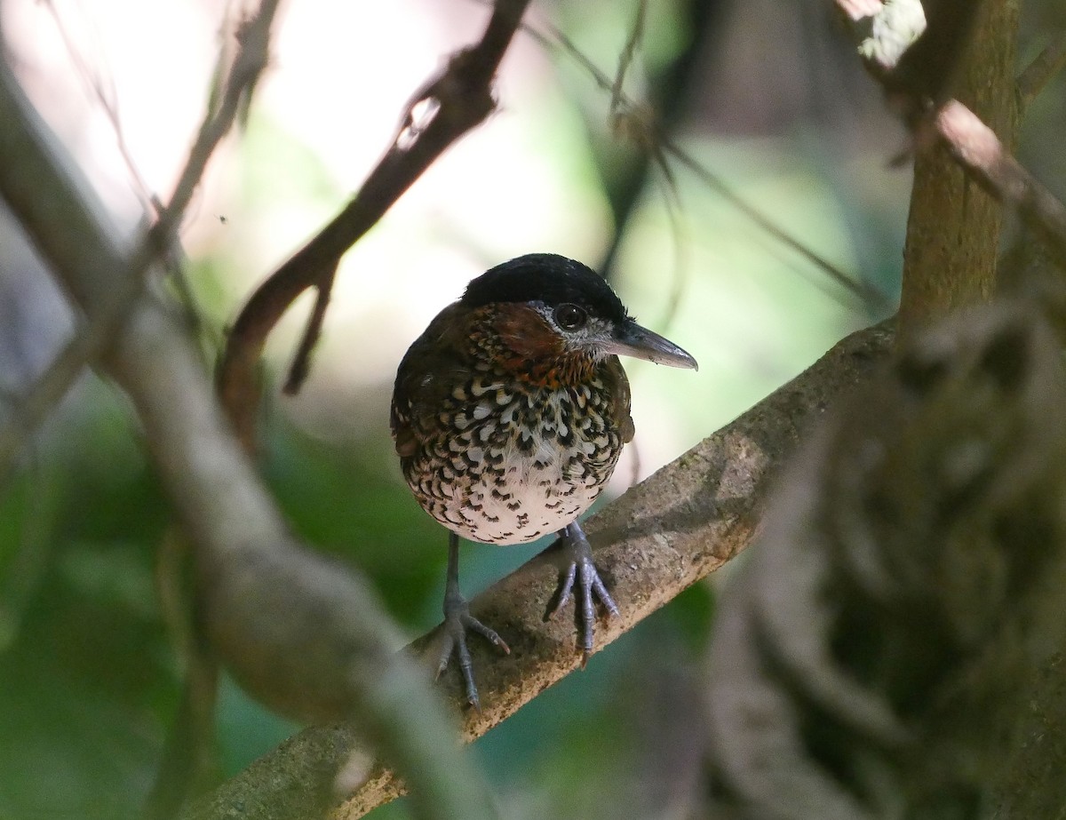 Black-crowned Antpitta - ML113733471