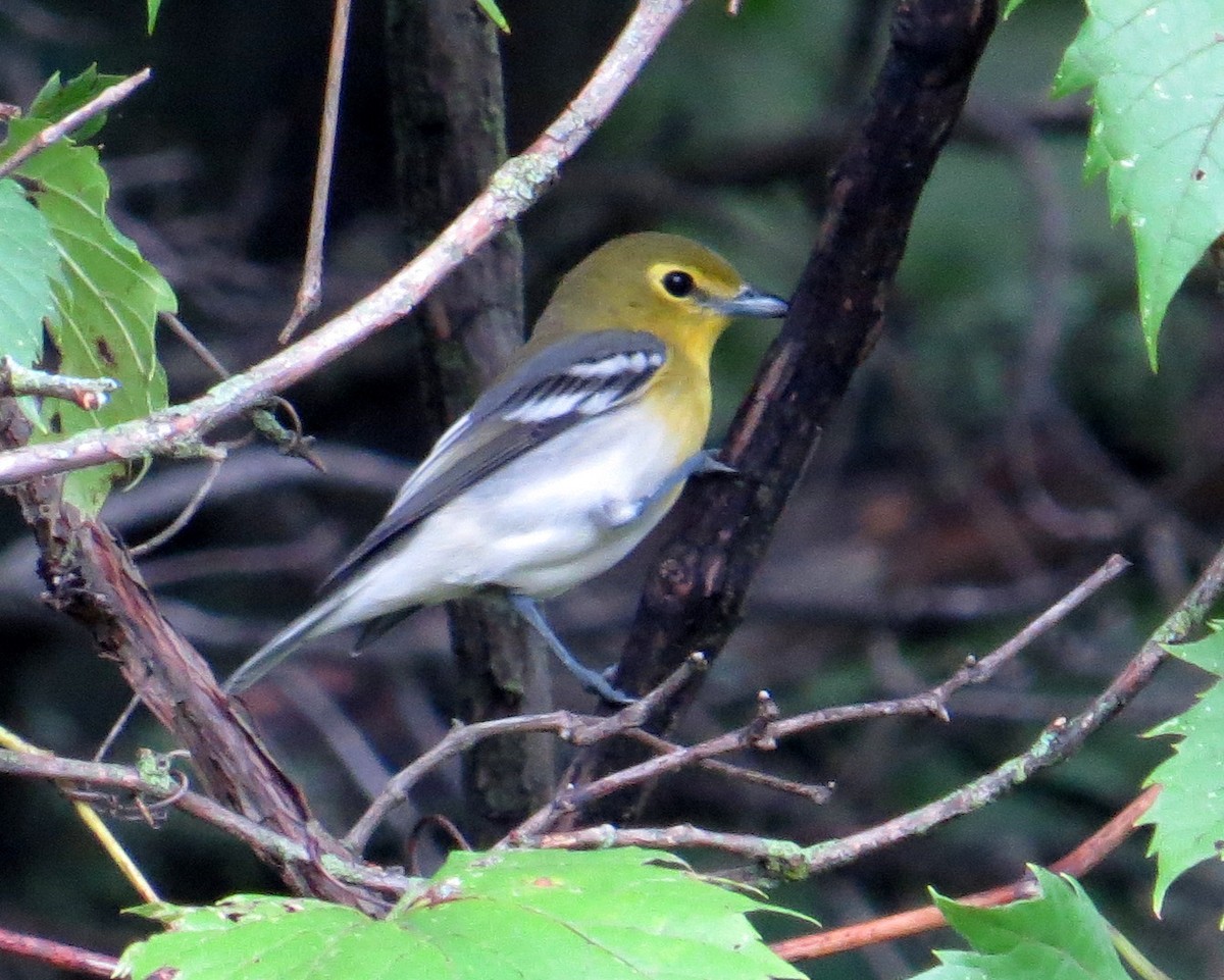 Yellow-throated Vireo - ML113733671