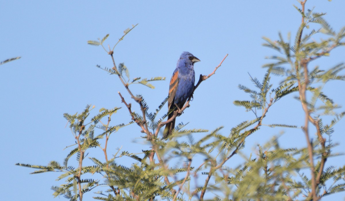 Blue Grosbeak - ML113734821