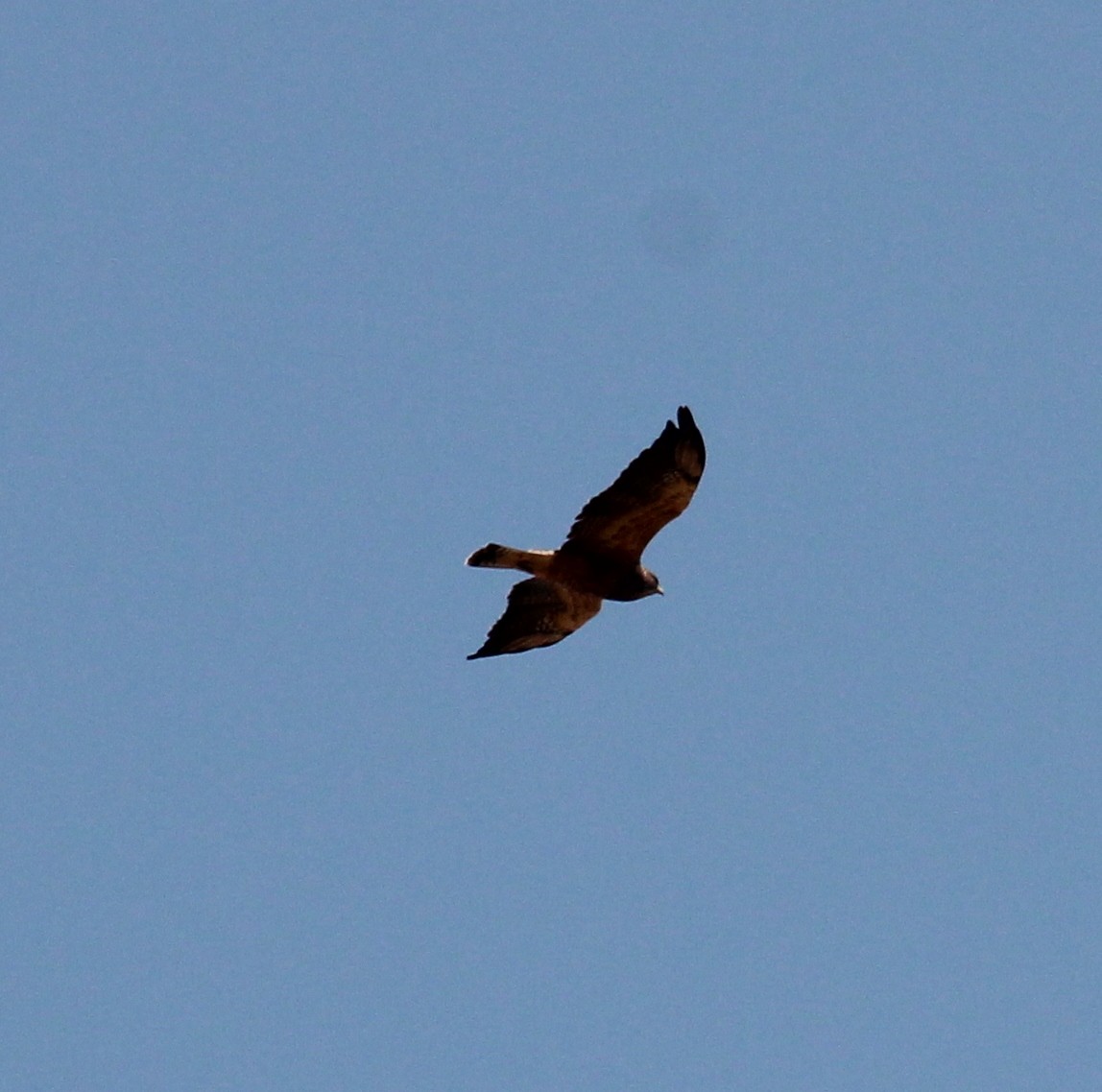 Swainson's Hawk - ML113735311