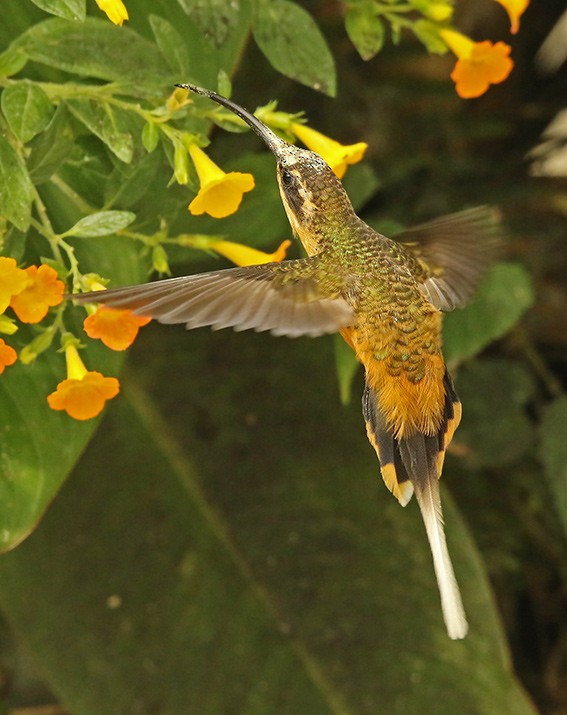 Tawny-bellied Hermit - ML113736621