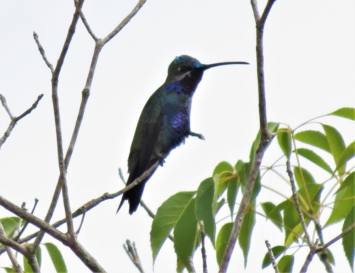 Blue-tufted Starthroat - Kevin Schwartz