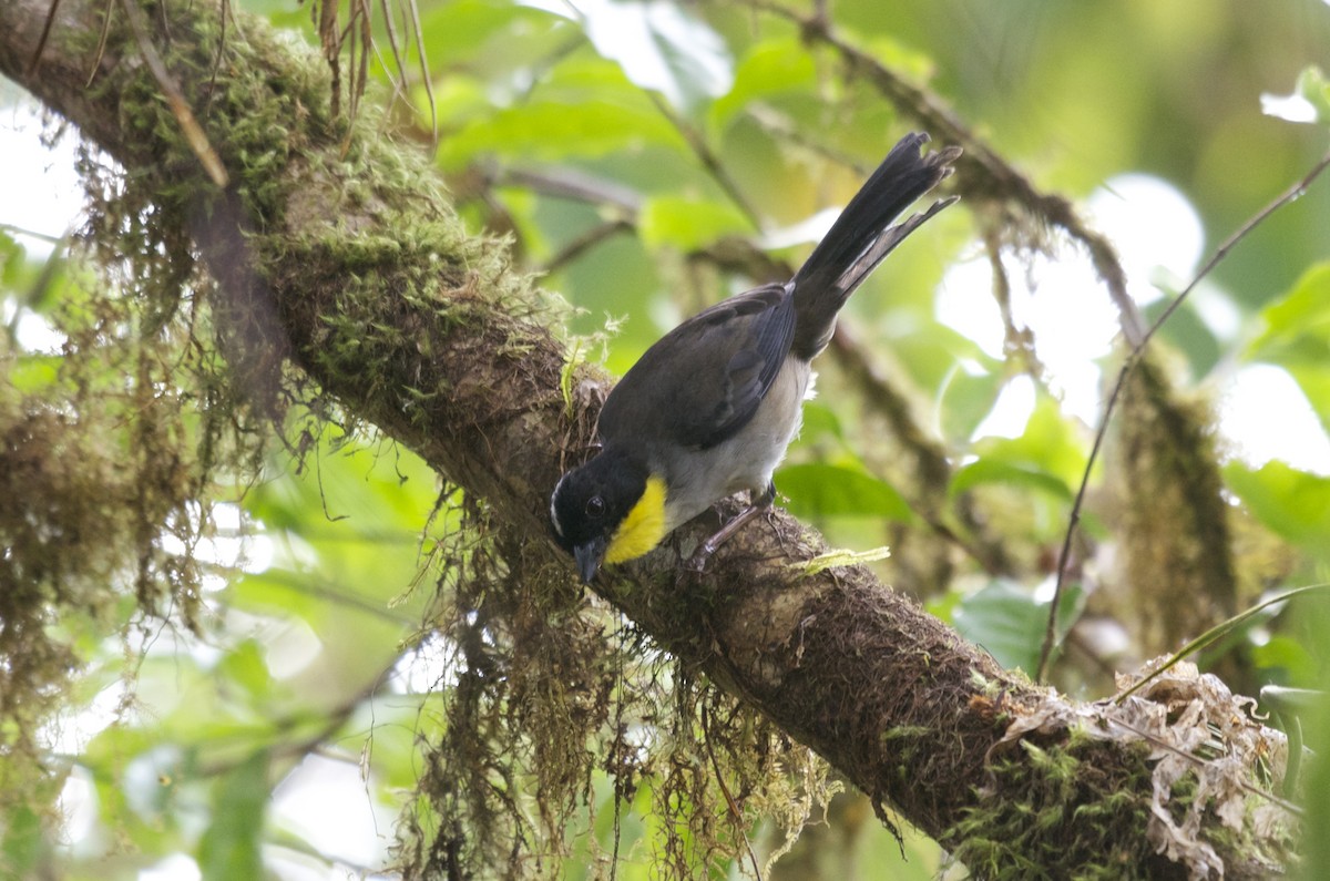 Atlapetes Nuquiblanco (grupo gutturalis) - ML113737711