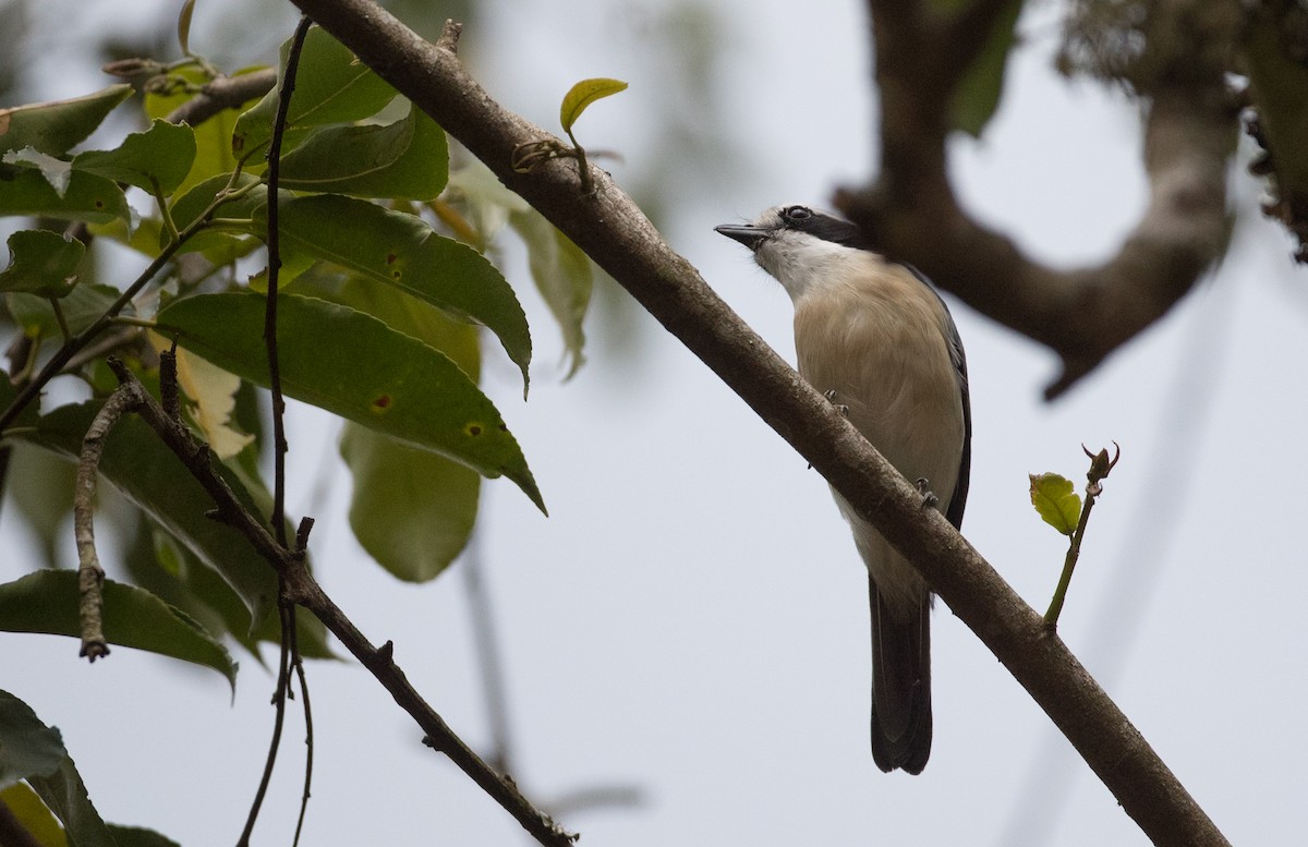 Gray-green Bushshrike - ML113739481