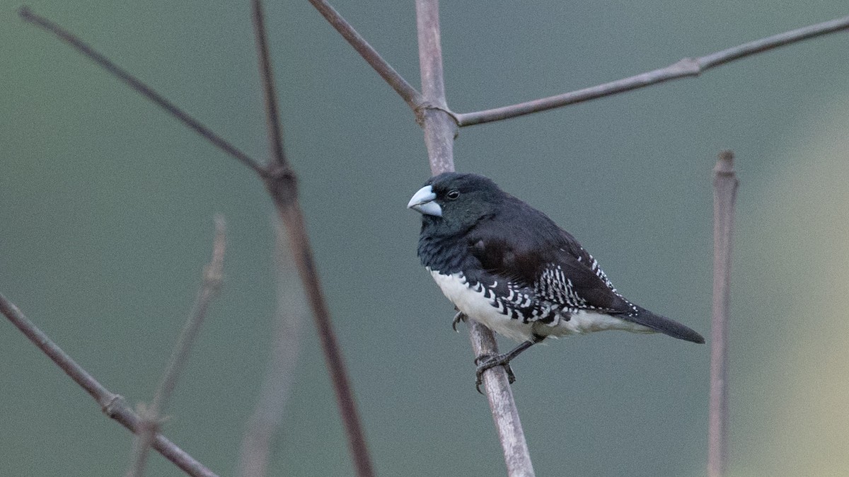 Сріблодзьоб строкатий (підвид bicolor/poensis) - ML113740231