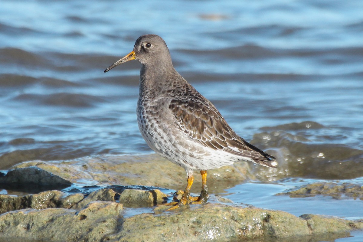 Purple Sandpiper - ML113741791