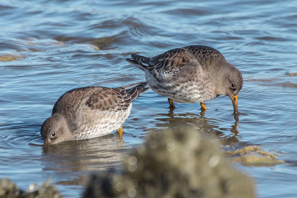 Purple Sandpiper - ML113741801