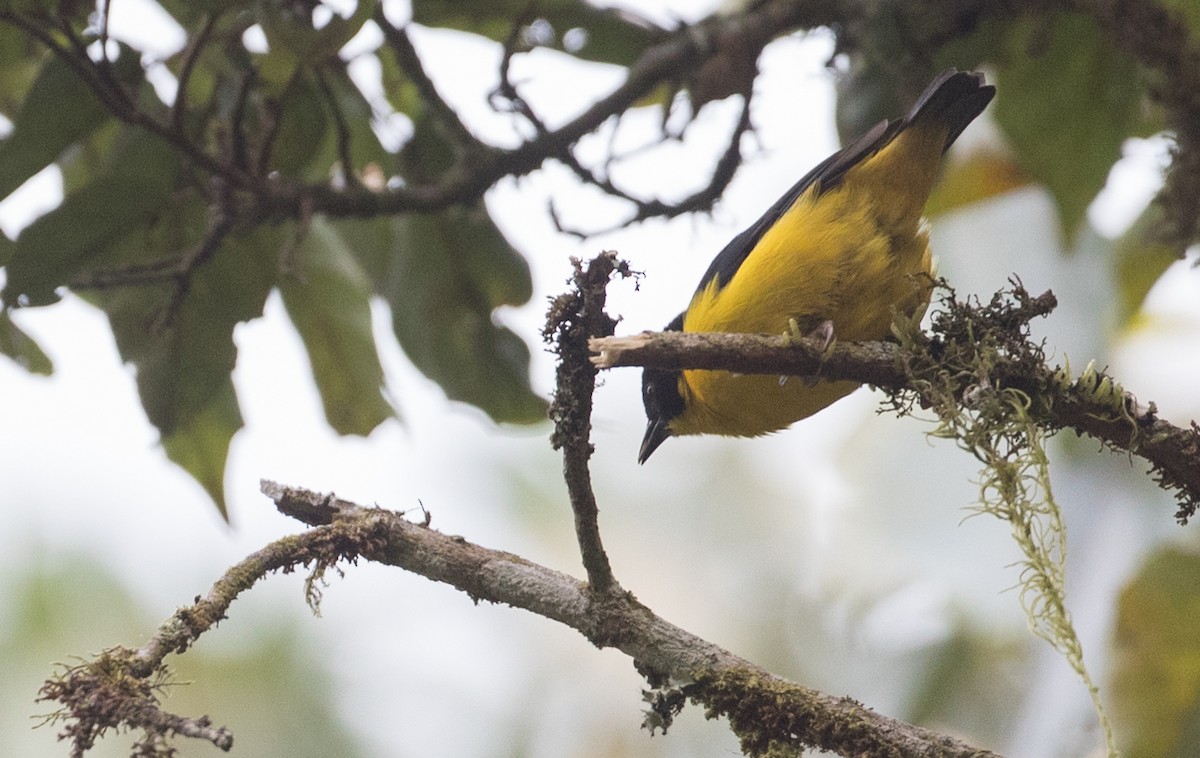 Brown-capped Weaver - ML113742811