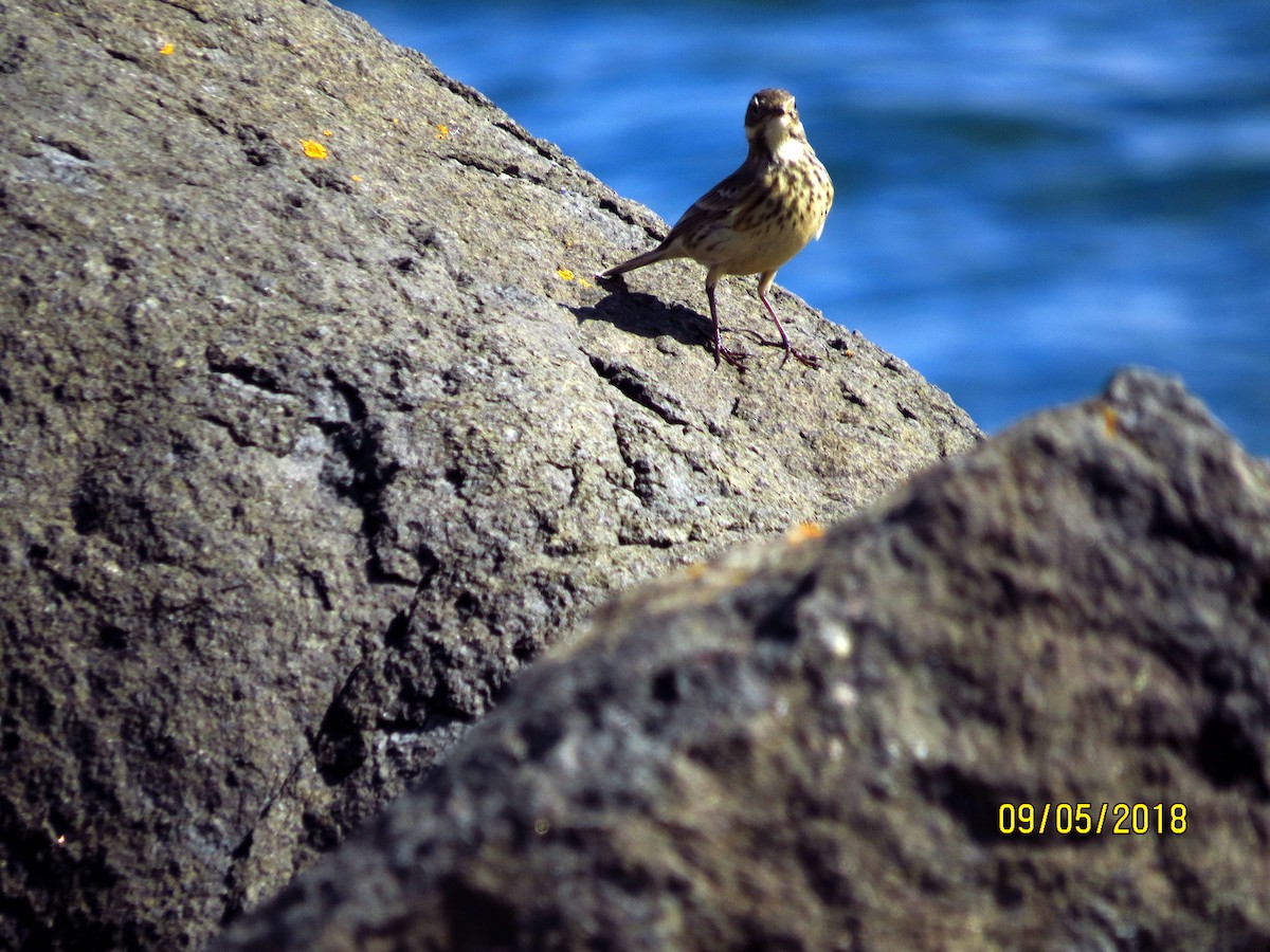 American Pipit - Dave & Sue Eastman