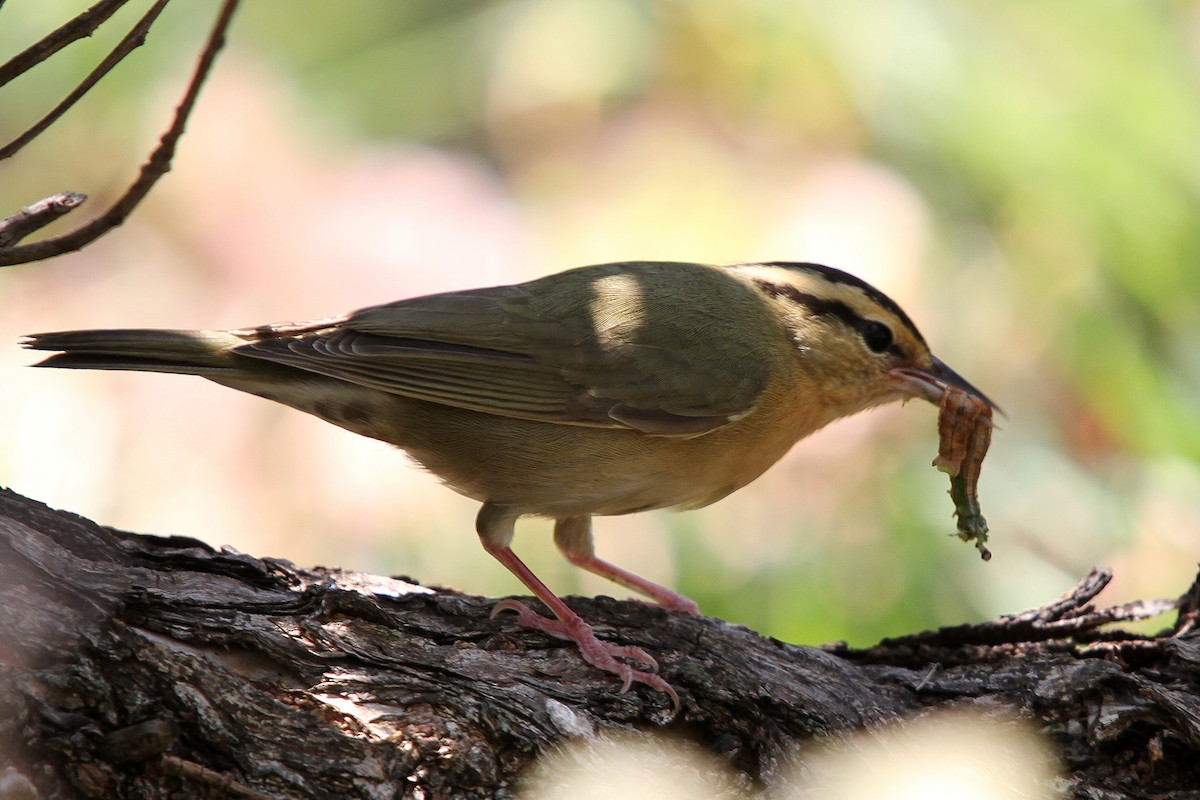 Worm-eating Warbler - Rhys Marsh