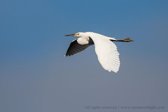 Little Egret - Ákos  Lumnitzer