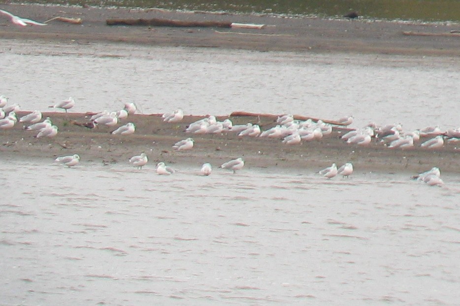 Black Skimmer - ML113749471