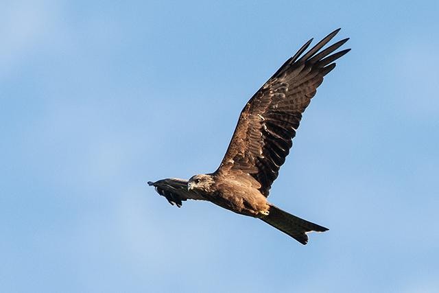 Black Kite - ML113751011