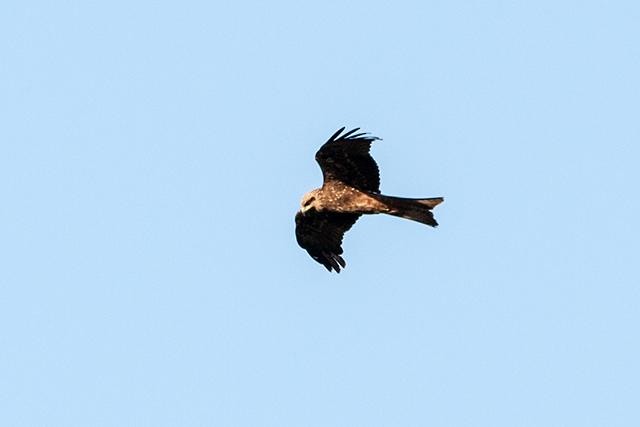 Black Kite - ML113751591