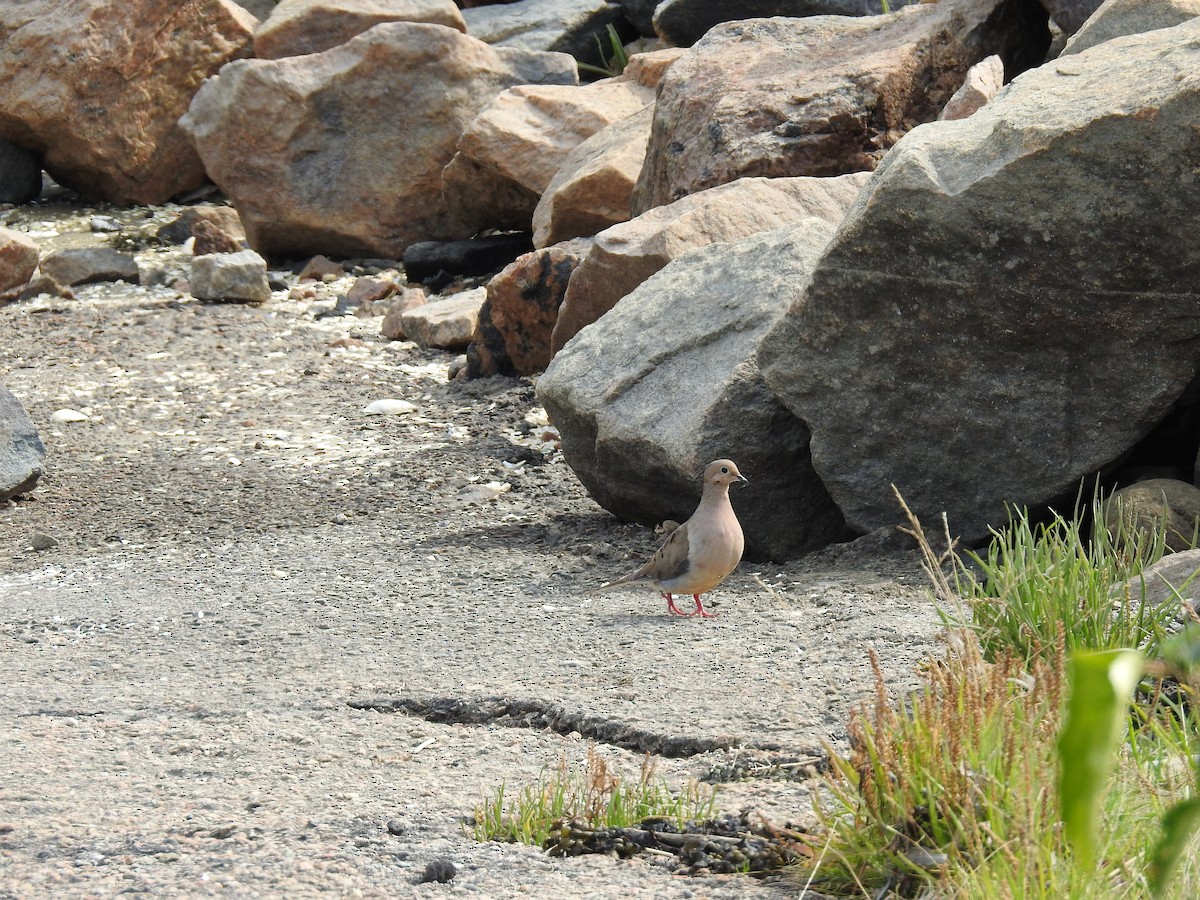 Mourning Dove - ML113752451