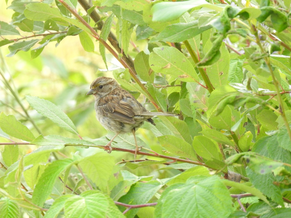 White-throated Sparrow - ML113752971