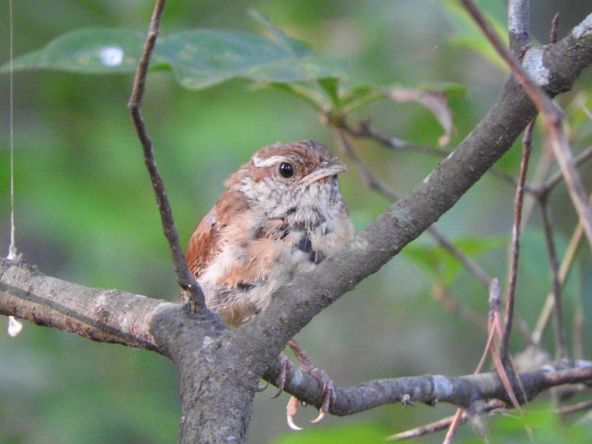 Carolina Wren - ML113753901